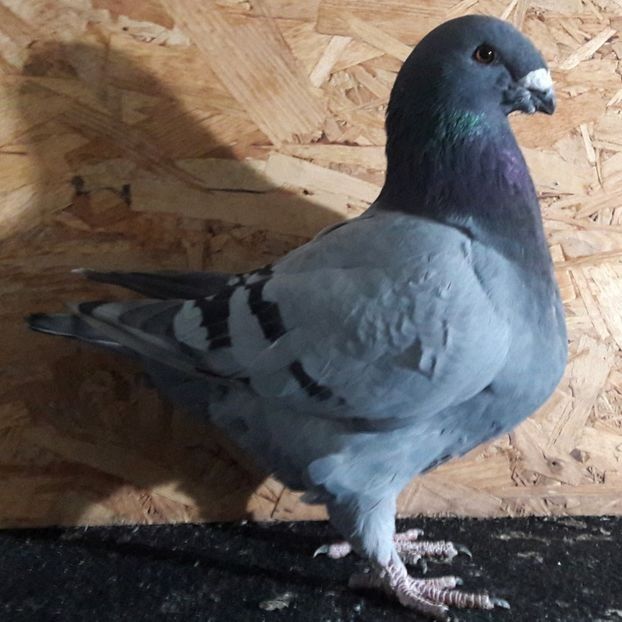  - 3---AGH DAȚI 2019 - 2025