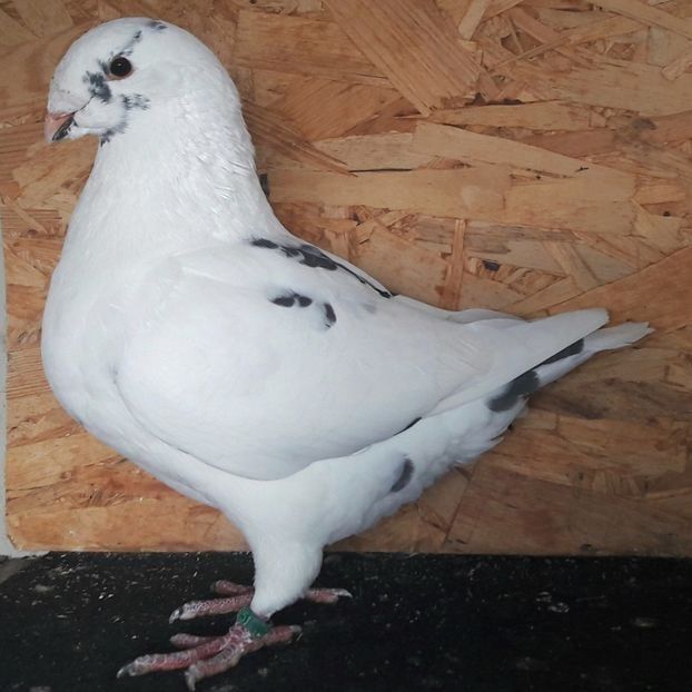  - 3---AGH DAȚI 2019 - 2025