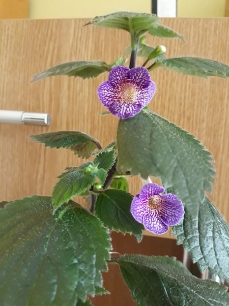  - R19 - Lionheart xA