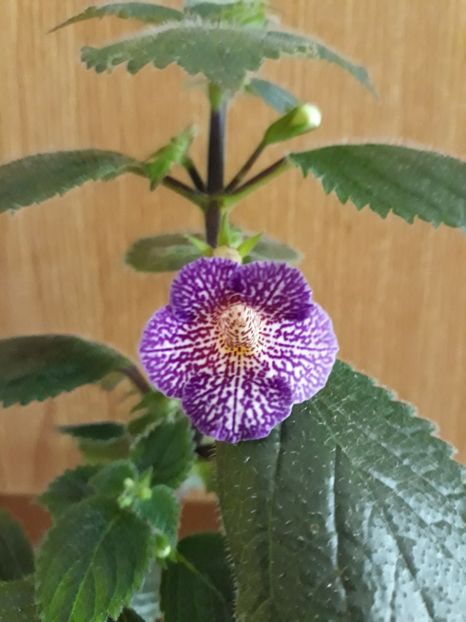  - R19 - Lionheart xA