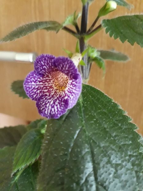  - R19 - Lionheart xA