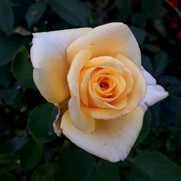 - TRANDAFIRI_2019_2020_2024