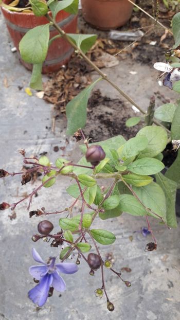  - Talmeș balmeș 2019