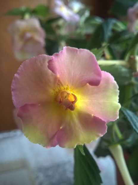  - Yellow English Rose