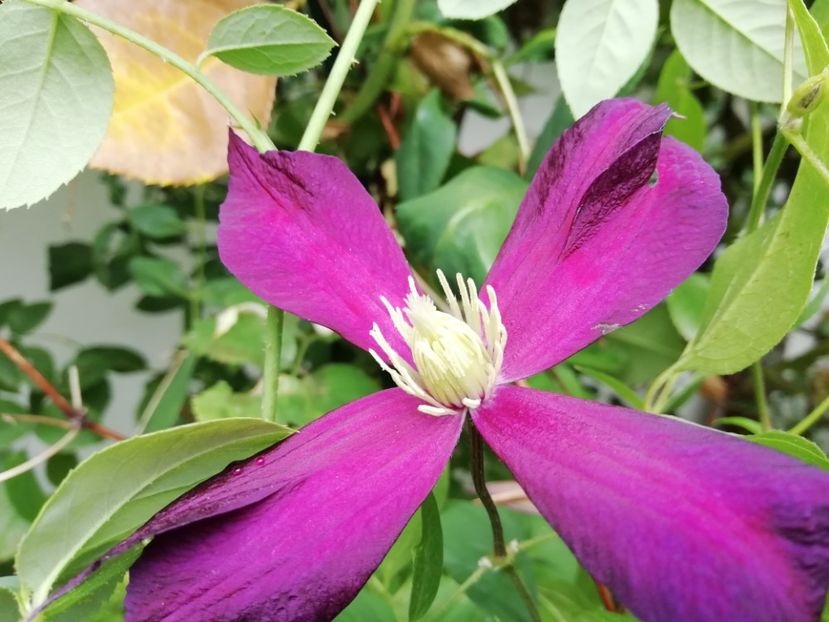  - Grădina 2019 sfârșit de sezon