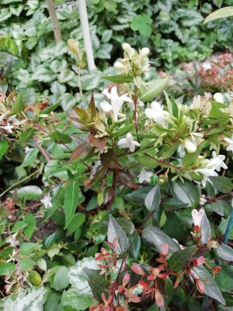  - Grădina 2019 sfârșit de sezon