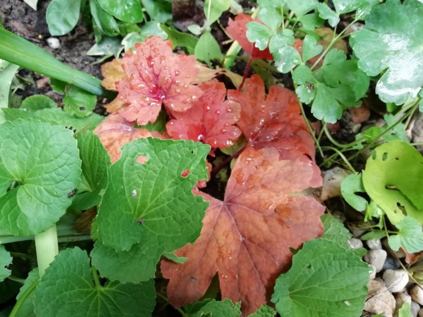  - Grădina 2019 sfârșit de sezon