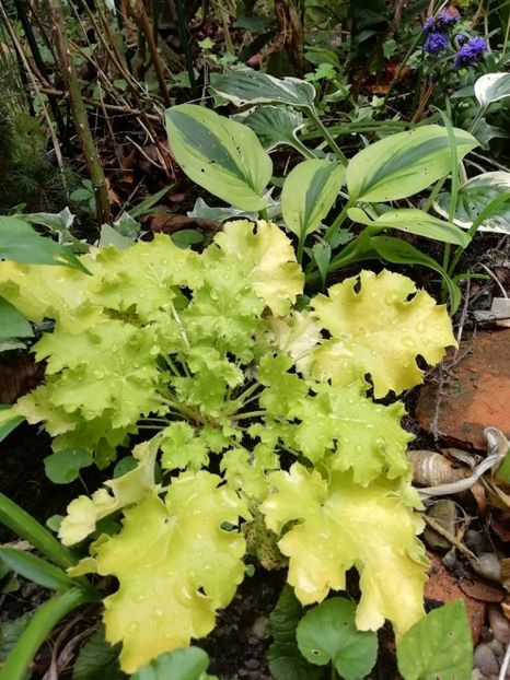  - Grădina 2019 sfârșit de sezon