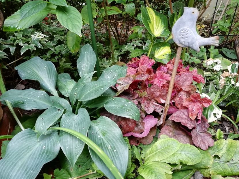  - Grădina 2019 sfârșit de sezon