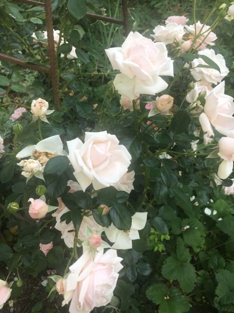 IMG-20180613-WA0002 - TRANDAFIRII MEI