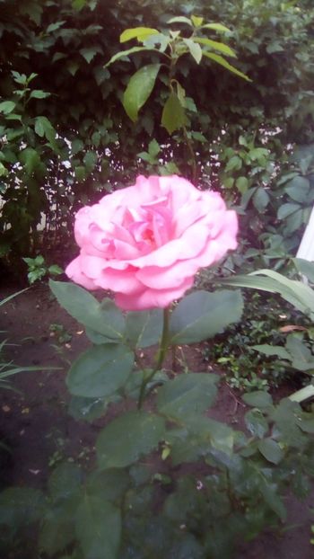 IMG-20180614-WA0008 - TRANDAFIRII MEI