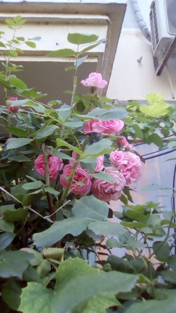 IMG-20180615-WA0002 - TRANDAFIRII MEI