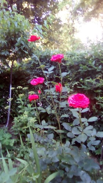 IMG-20180615-WA0004 - TRANDAFIRII MEI