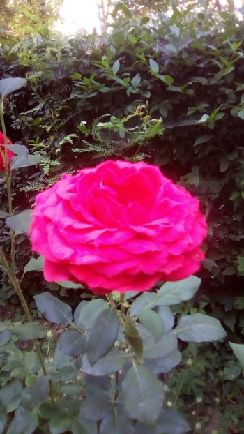 IMG-20180615-WA0006 - TRANDAFIRII MEI