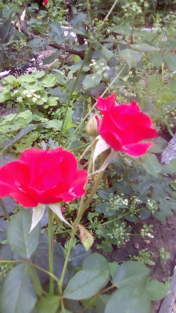 IMG-20180615-WA0008 - TRANDAFIRII MEI