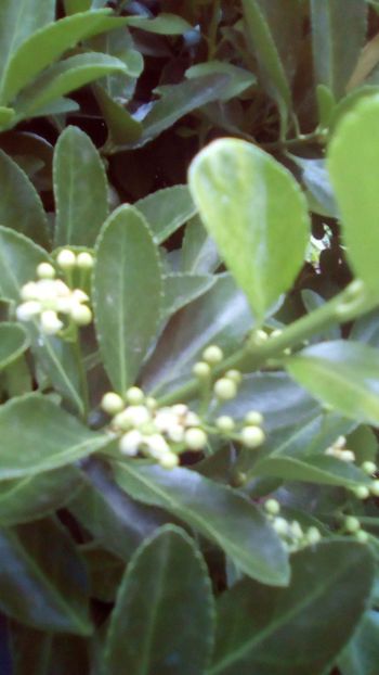 IMG-20180615-WA0032 - Buxus