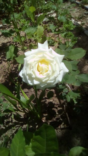 IMG-20190629-WA0006 - TRANDAFIRII MEI