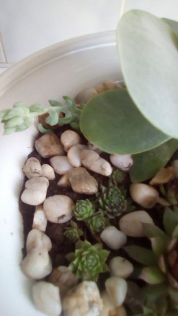 IMG-20190810-WA0005 - CACTUSI si SUCULENTE