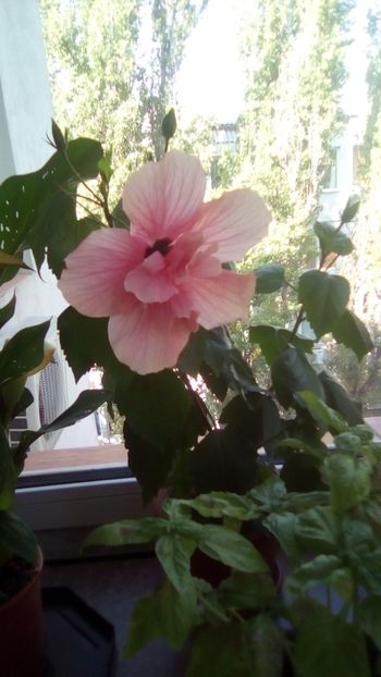 IMG-20190823-WA0002 - Hibiscus rosa-sinensis