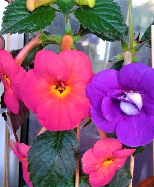  - achimenes e44 201fdo particica din colectia mea