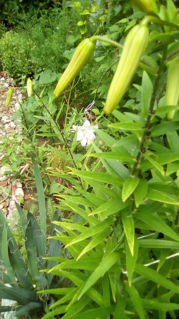 IMG-20180701-WA0132 - Lilium lancifolium - tigrinum