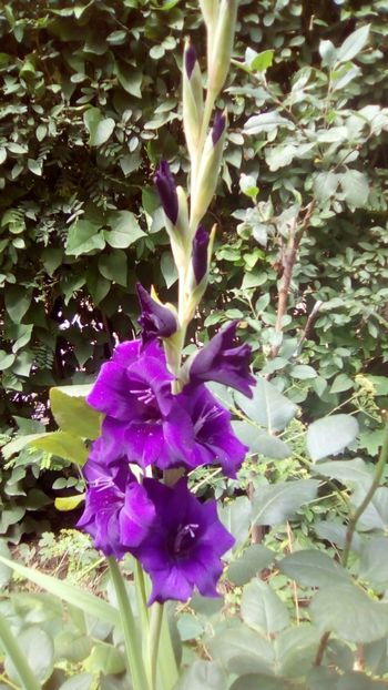 IMG-20180701-WA0134 - Gladiole