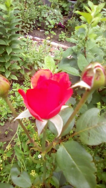 IMG-20180701-WA0136 - TRANDAFIRII MEI