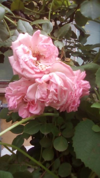 IMG-20180701-WA0142 - TRANDAFIRII MEI