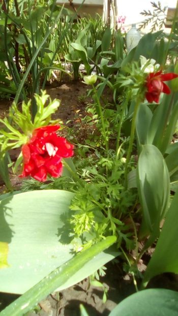 IMG-20190427-WA0004 - Anemone