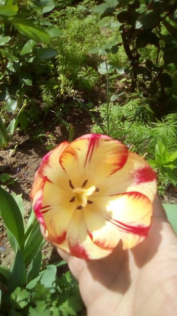 IMG-20190430-WA0008 - Lalele