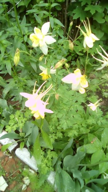 Alb/Galben - Aquilegia