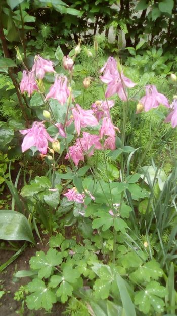 IMG-20190516-WA0006 - Aquilegia