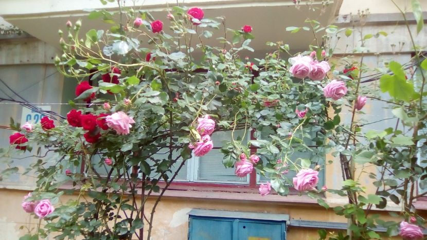 IMG-20190522-WA0000 - TRANDAFIRII MEI