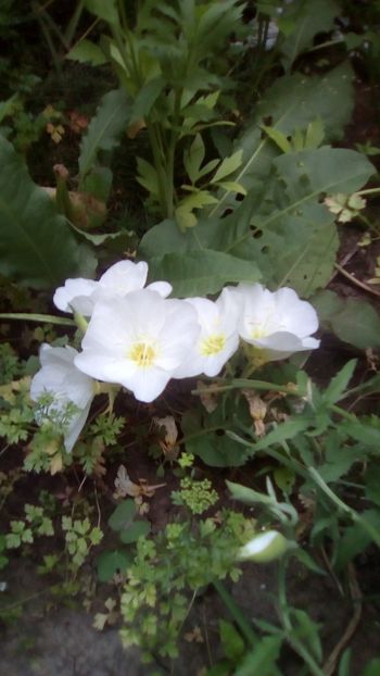 Primula de seara (Oenothera speciosa) - Luminita de seara - Oenothera speciosa