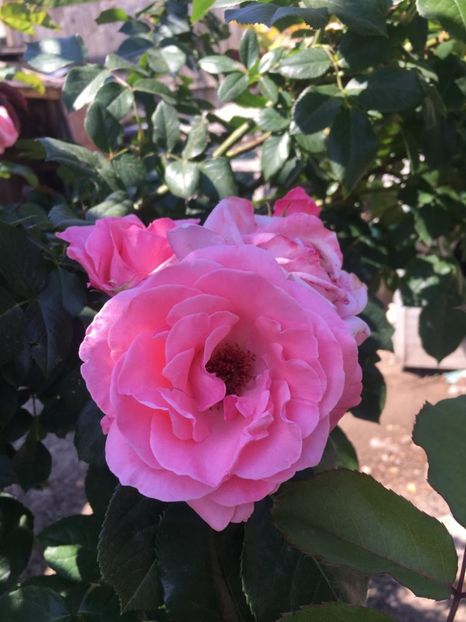 IMG-20190602-WA0016 - TRANDAFIRII MEI