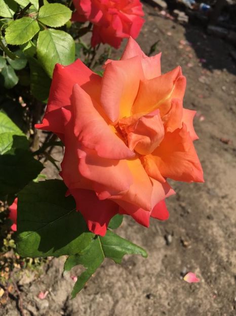 IMG-20190602-WA0020 - TRANDAFIRII MEI