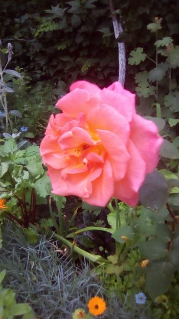 IMG-20190604-WA0000 - TRANDAFIRII MEI