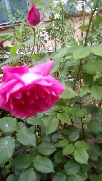 IMG-20190604-WA0009 - TRANDAFIRII MEI