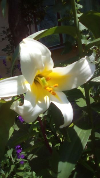 IMG-20190610-WA0002 - Bulbi Crin Regale Album