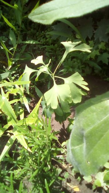 IMG-20190705-WA0006 - Ginkgo biloba