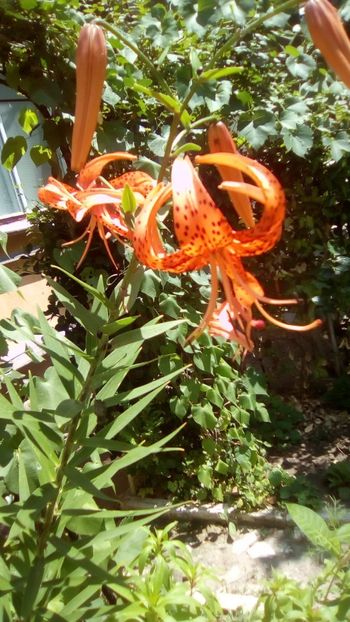 IMG-20190713-WA0003 - Lilium lancifolium - tigrinum