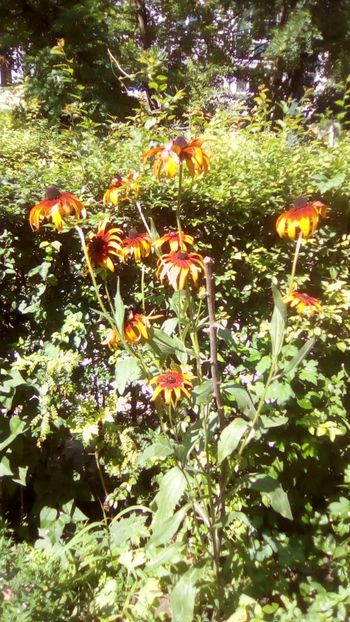 IMG-20190717-WA0002 - Rudbeckia