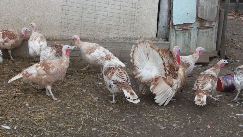  - Curcile adulte toamna 2019