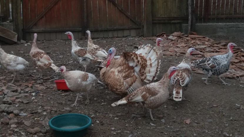  - Curcile adulte toamna 2019