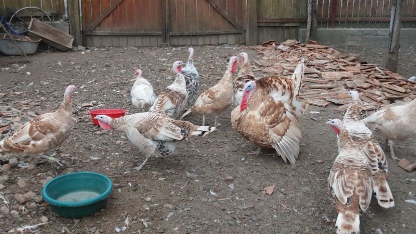  - Curcile adulte toamna 2019