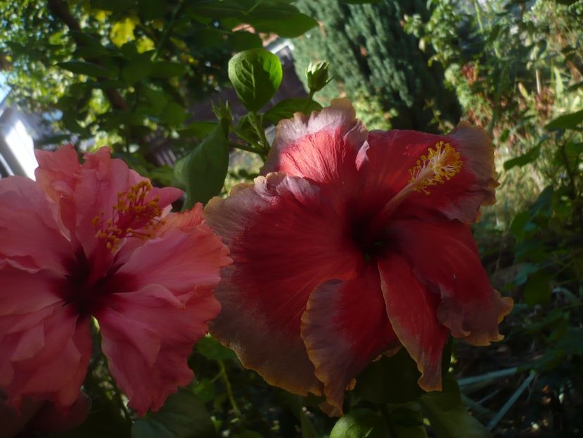 P1430085 - HIBISCUSI 2019-3