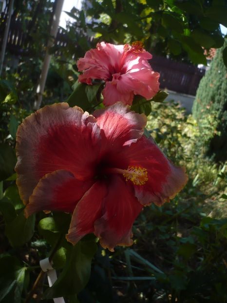 P1430088 - HIBISCUSI 2019-3