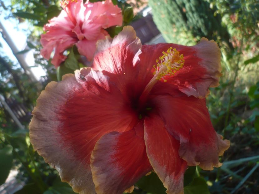 P1430089 - HIBISCUSI 2019-3