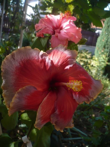 P1430090 - HIBISCUSI 2019-3