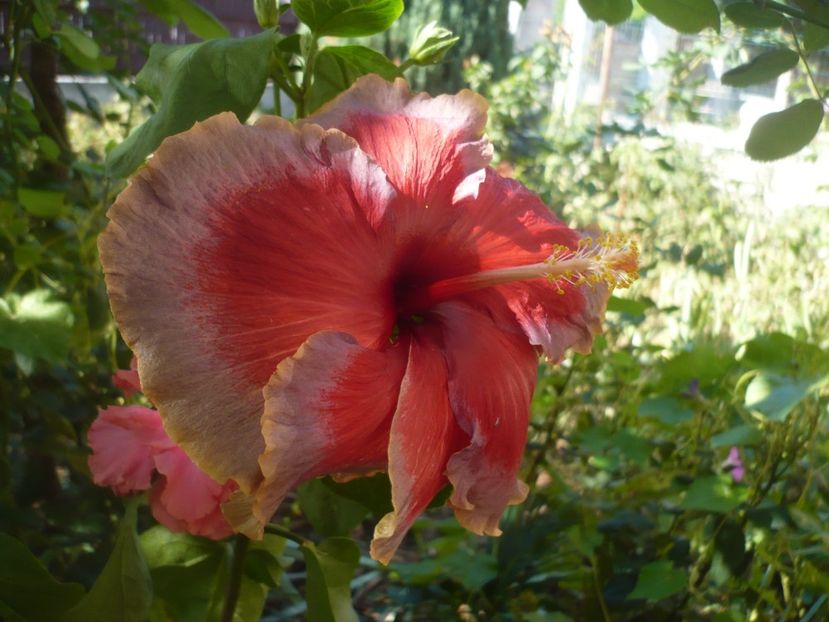 P1430091 - HIBISCUSI 2019-3